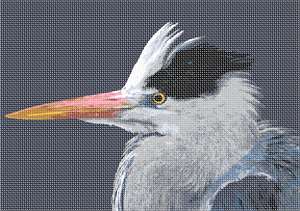 image of Grey Heron Up Close
