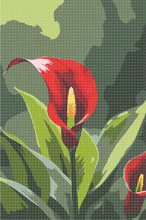 image of Red Calla Lilies